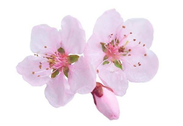 Cherry Blossom Lippenbalsam - Le Papier 6g
